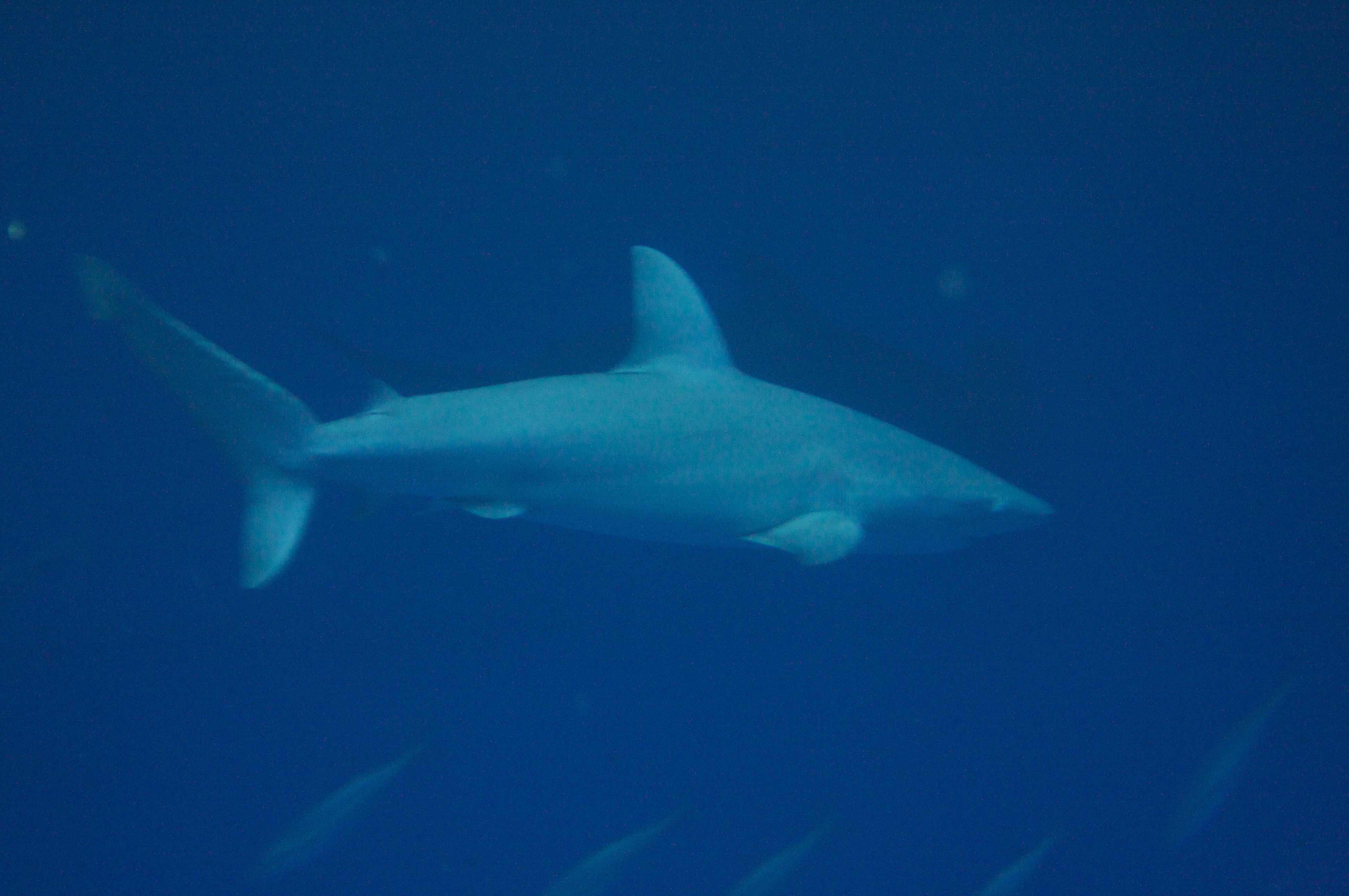 "The Deep"