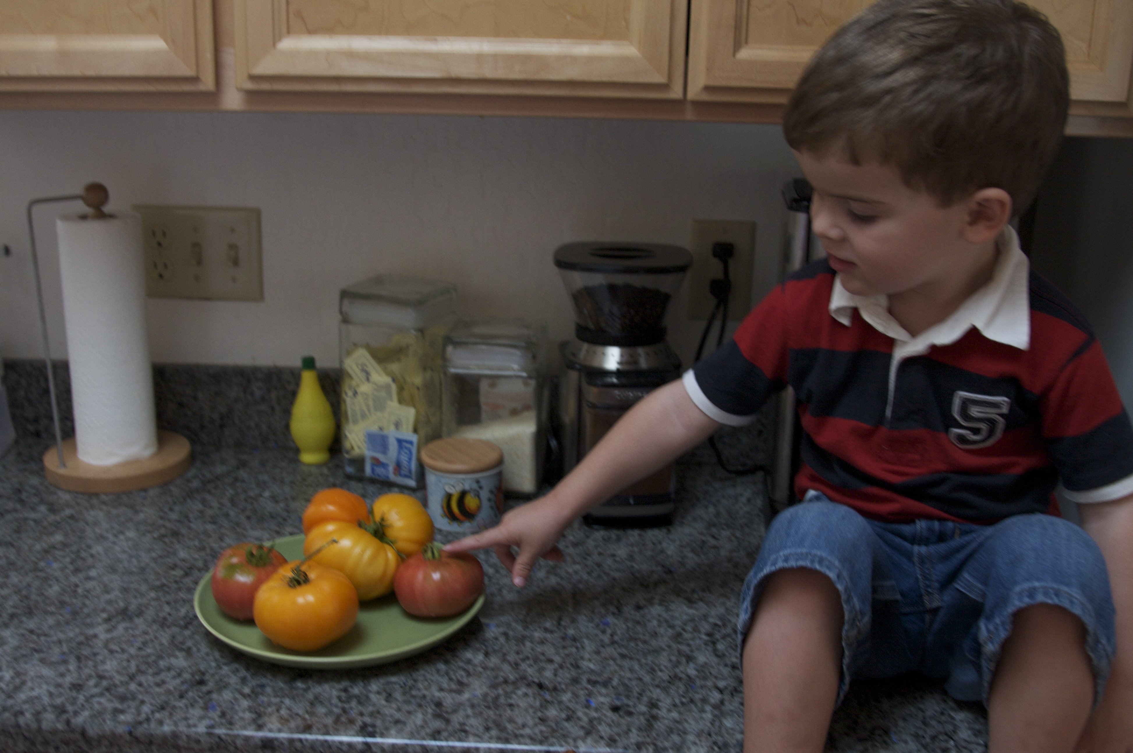 picking our heirloom tomatoes