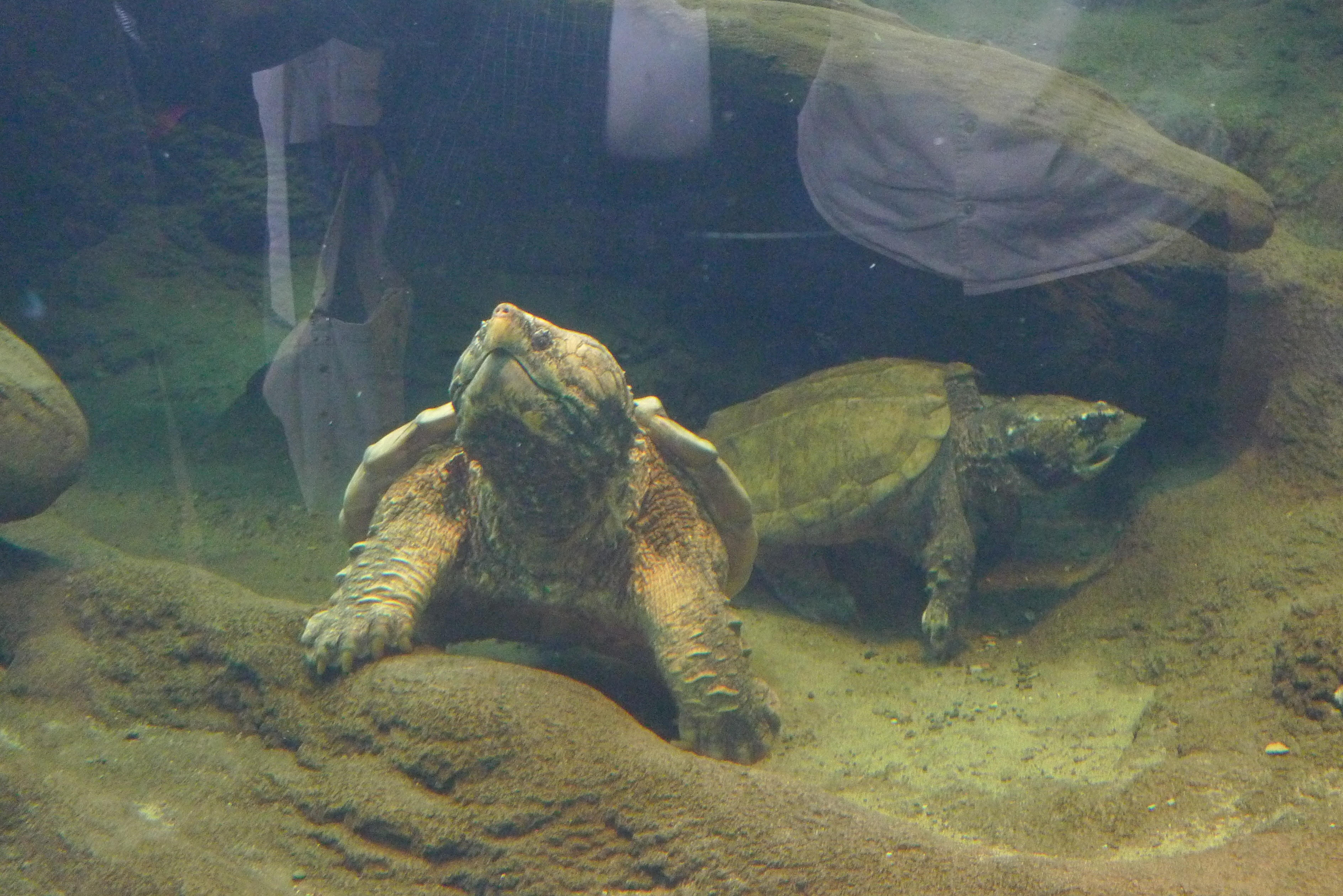 rock-like looking turtles.