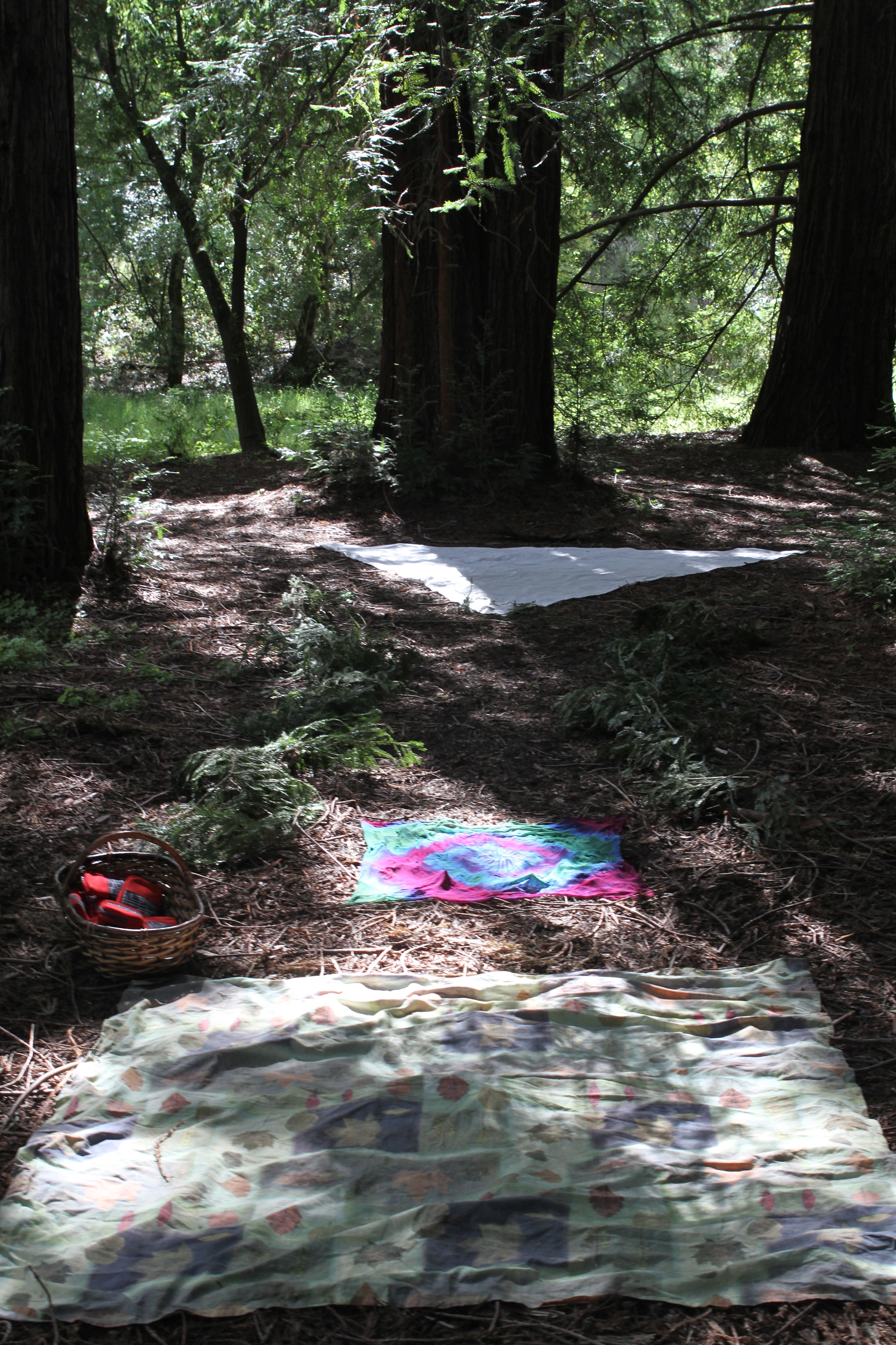 Graduation under the redwoods: