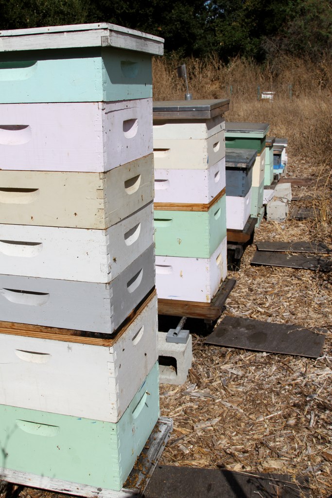 bee hives