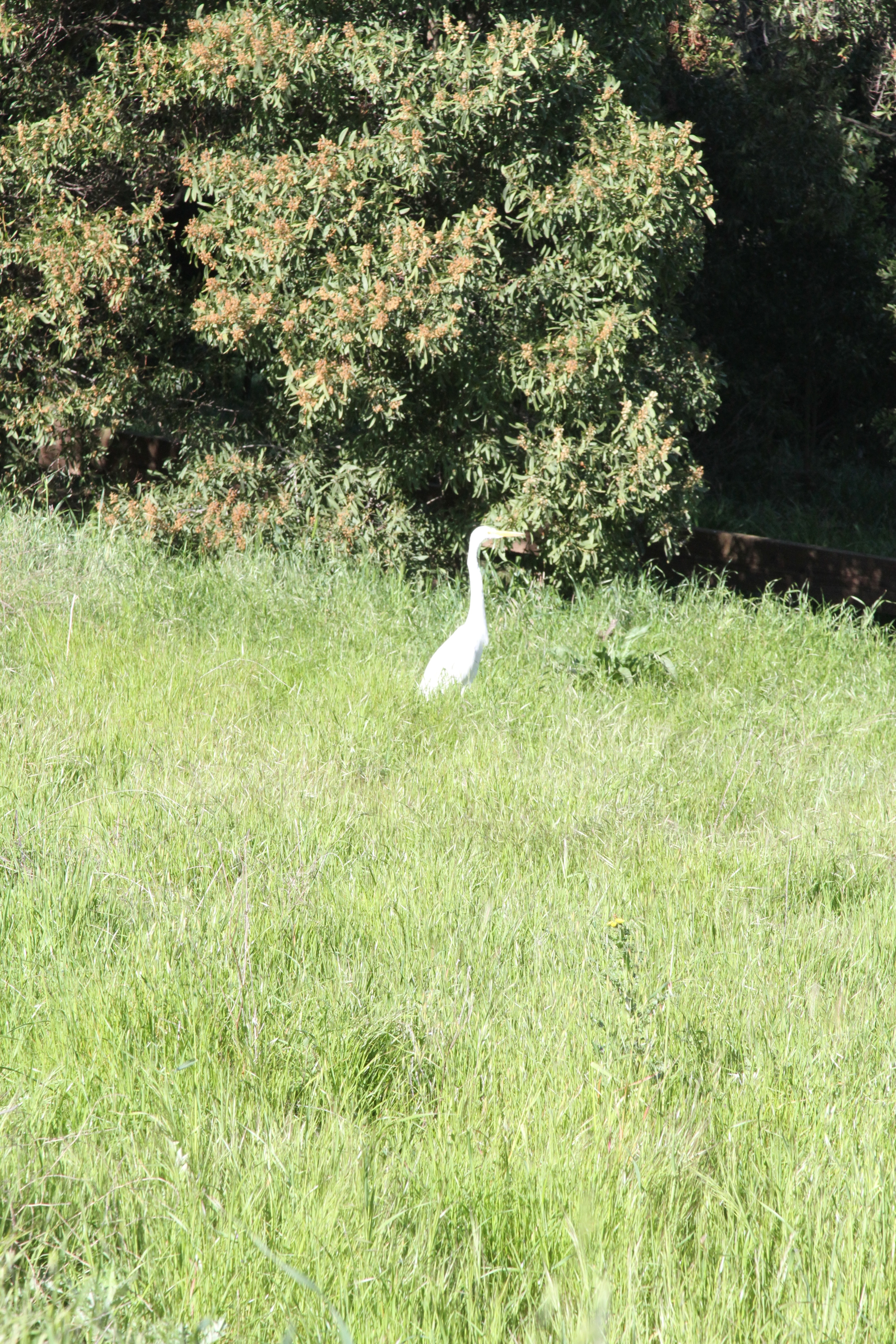 egret near the path