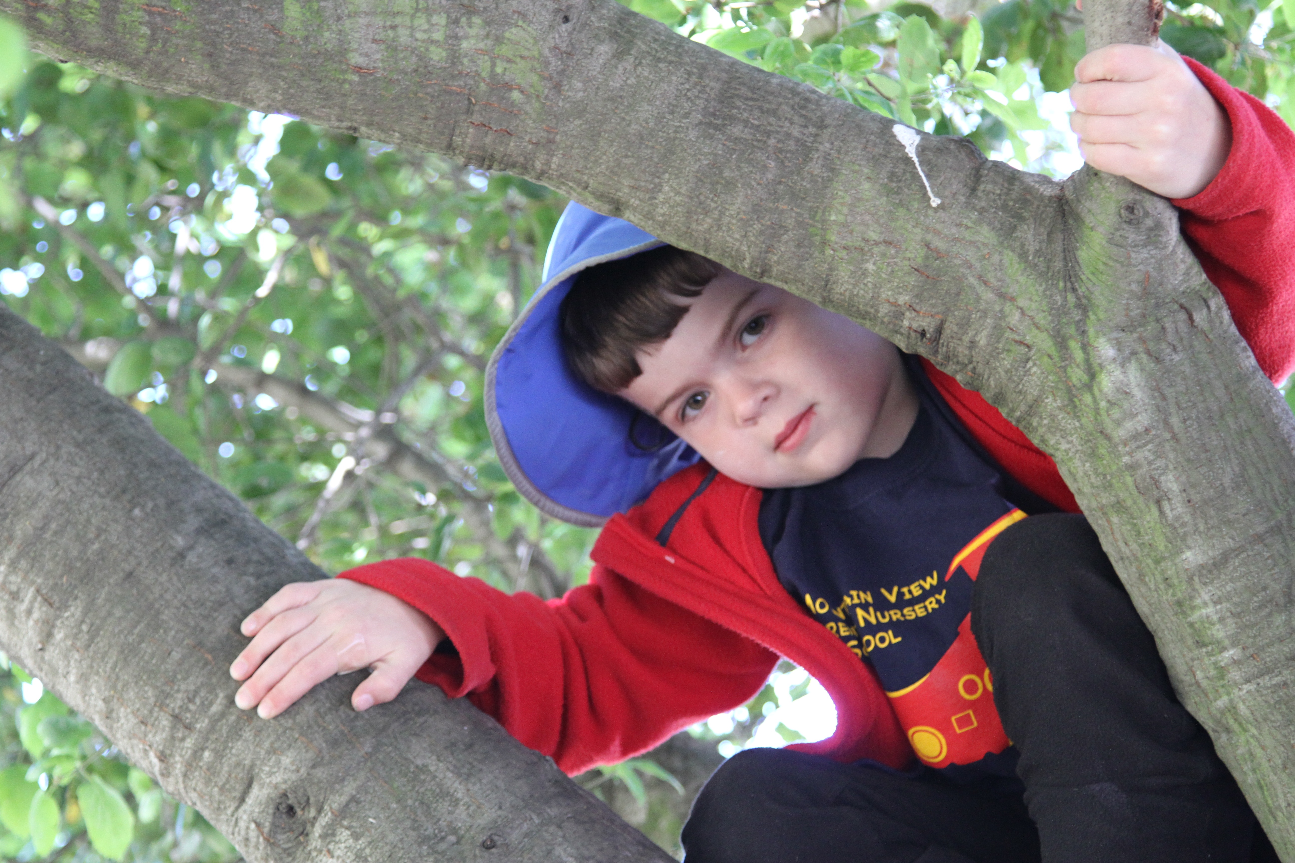 tree climbing