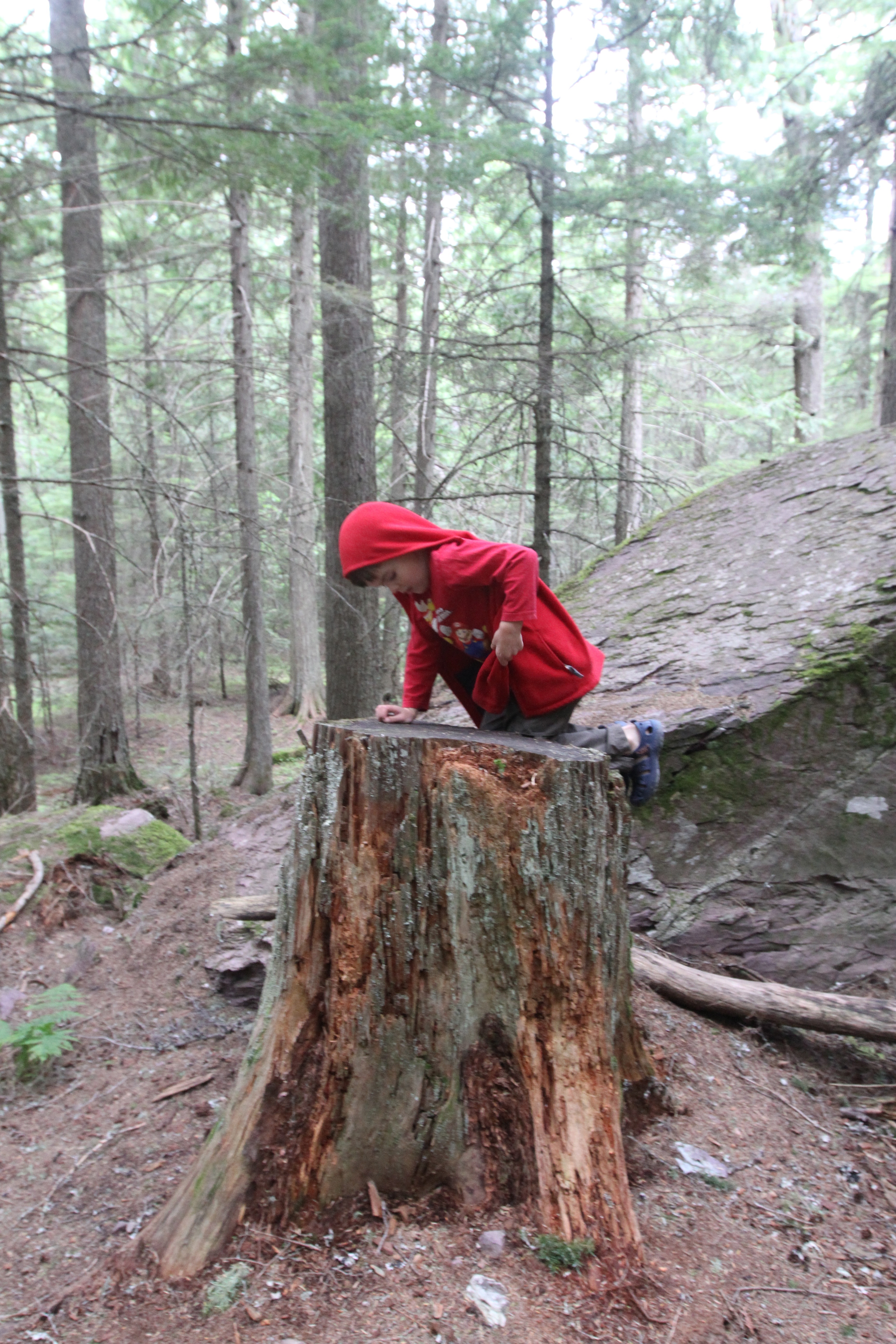 climbing on tree stumps,