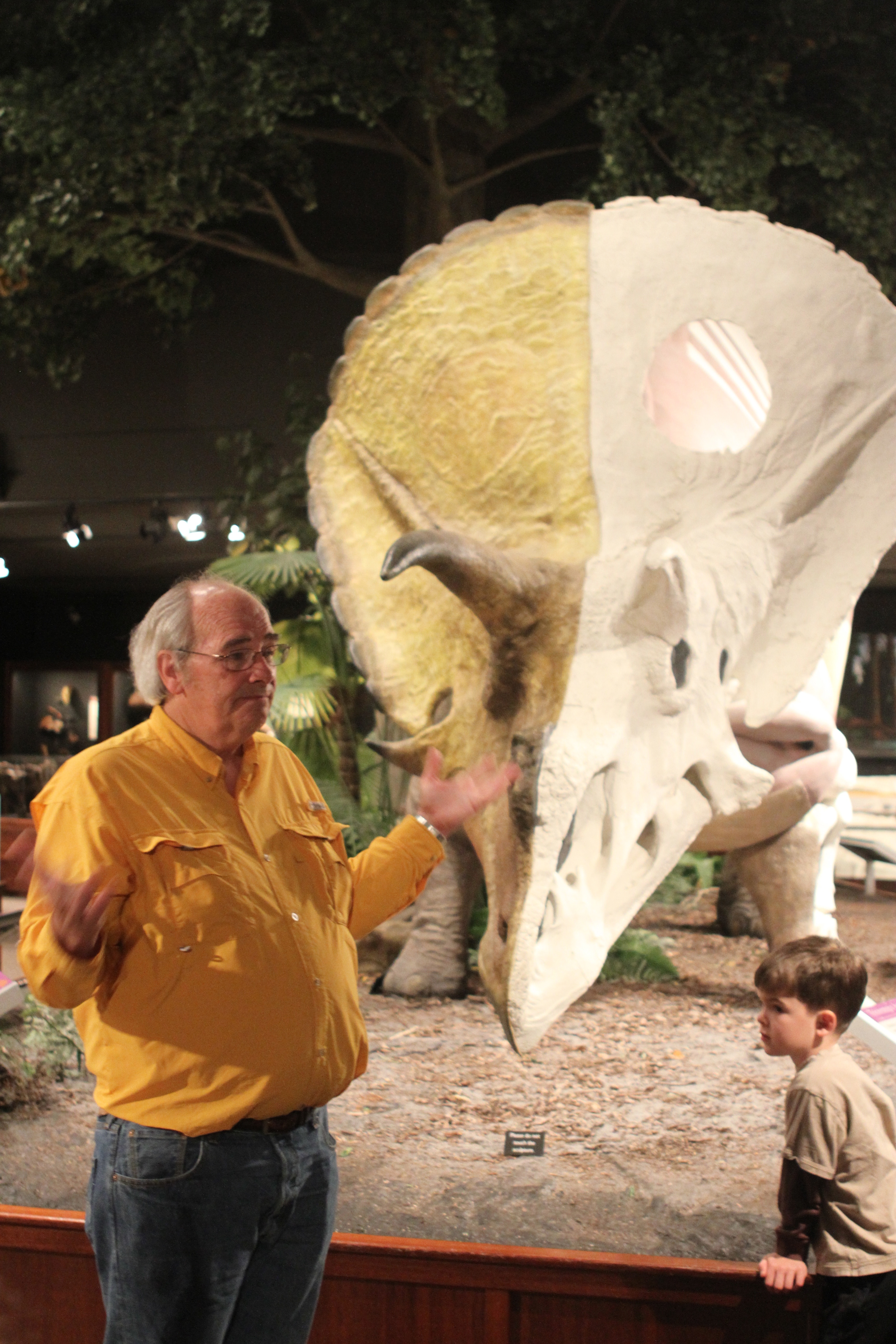 Triceratops is just a juvenile Torosaur.