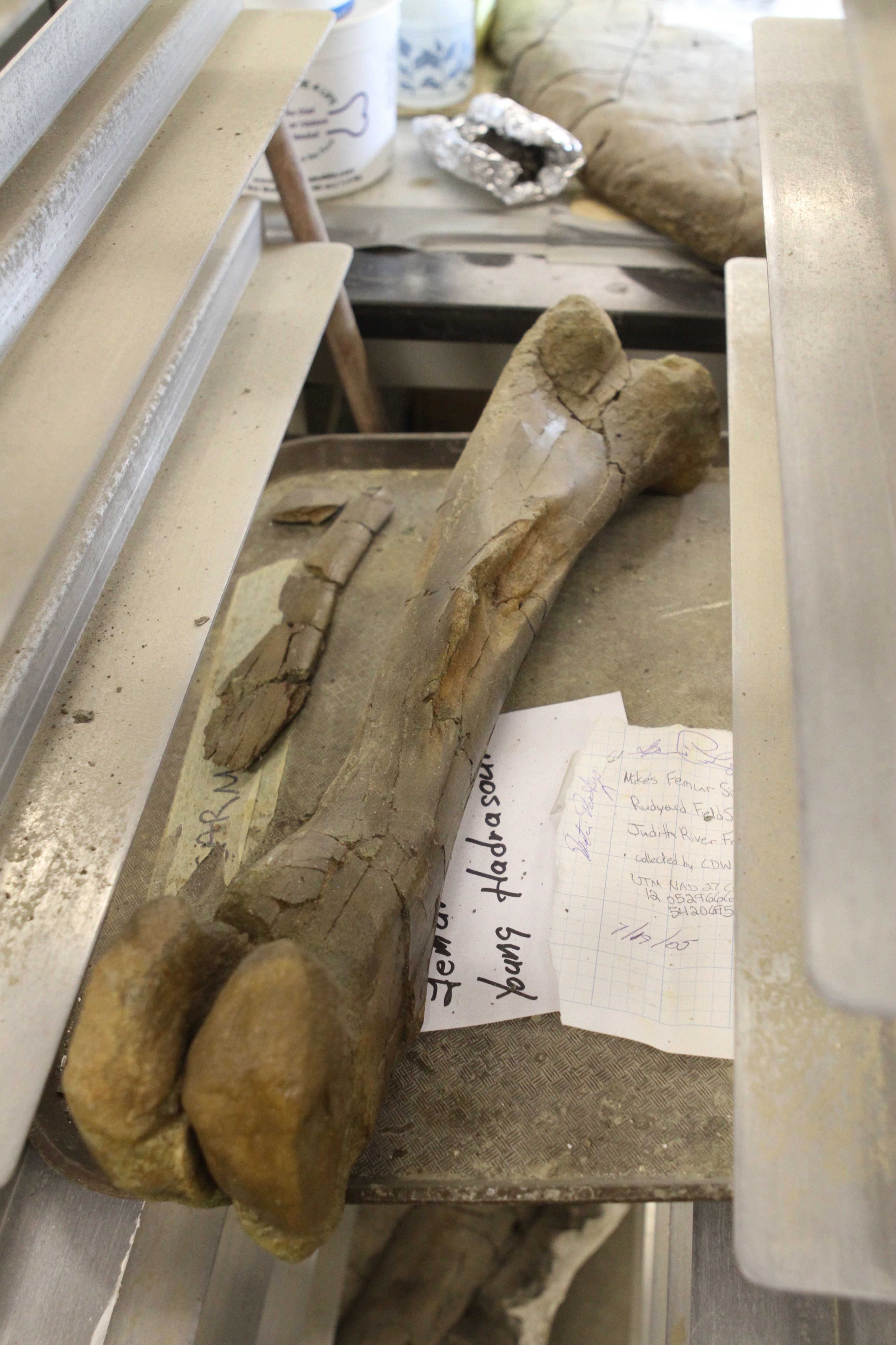 femur of a hadrasaur