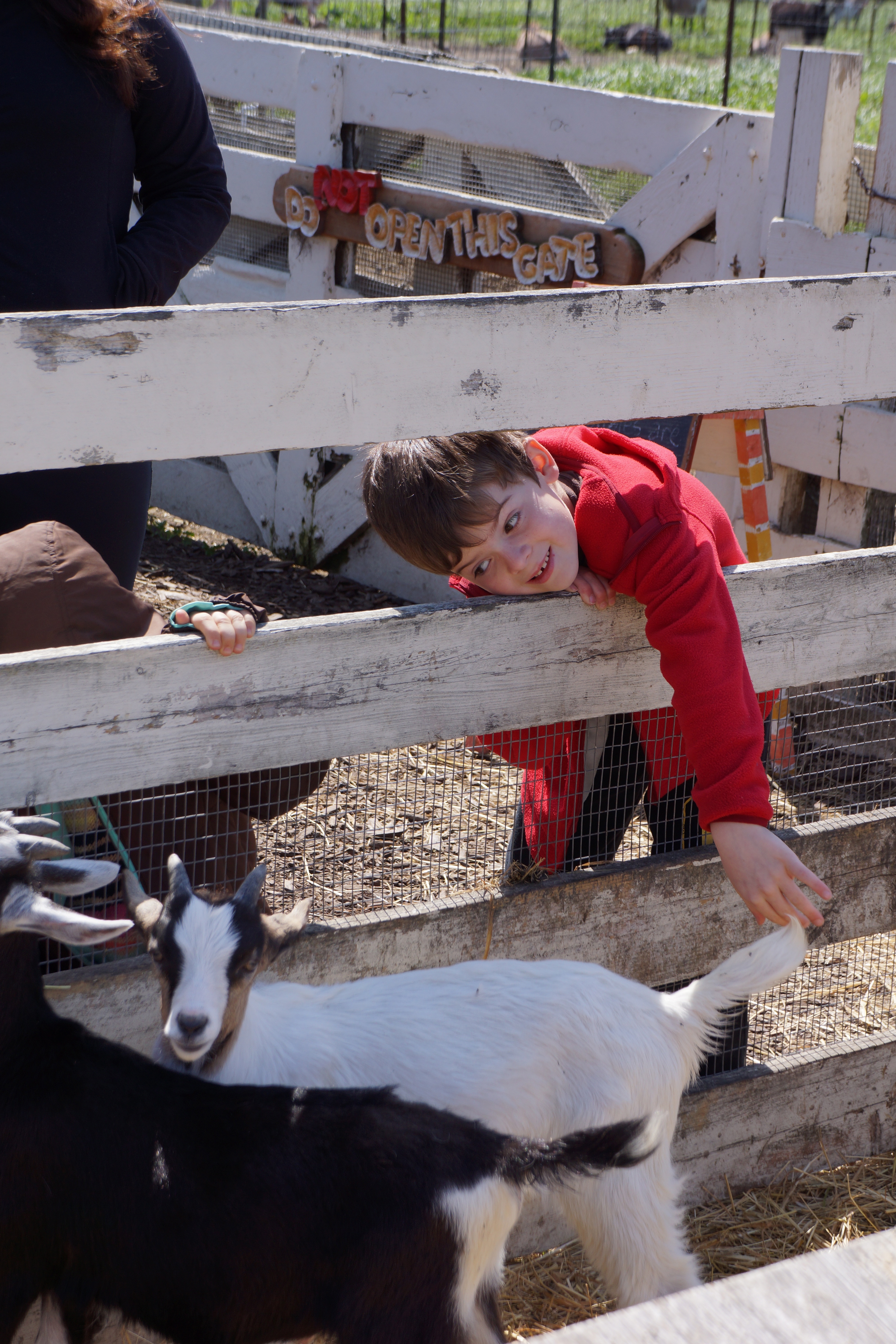 baby goats