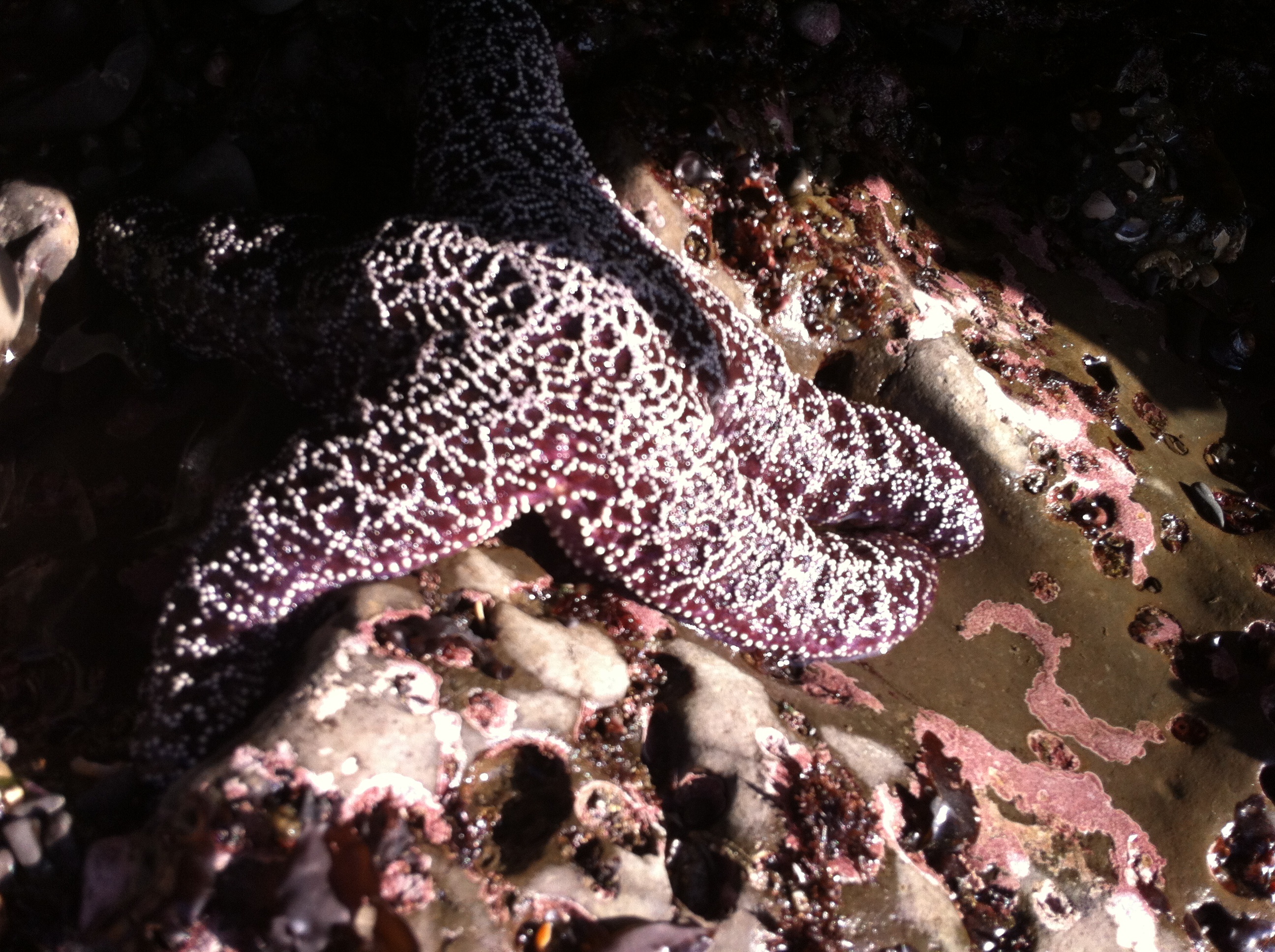 sea stars